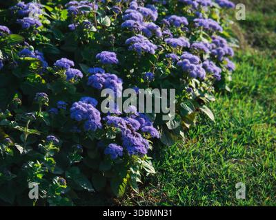 Violette Ageratum-Blüten (Ageratum Houstonianum), auch bekannt als Floss-Blüten, blühen in einem Gartenbeet neben grünem Gras. Stockfoto