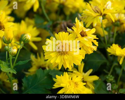 Nahaufnahme gelbe Chrysanthemenblüten (Chrysanthemum Morifolium) in voller Blüte, im Garten wachsen. Helle mehrschichtige Blütenblätter und frische grüne Blätter. Stockfoto
