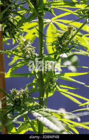 Cannabisblume, Nahaufnahme Stockfoto
