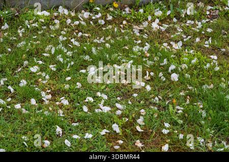 Wiese mit vielen Blütenblättern Stockfoto