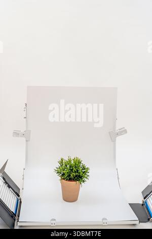 Rotes Anthurium in einem dekorativen Topf mit hellen, herzförmigen Spatzen und gelbem Spadix im Kontrast zum dunkelgrünen Laub Stockfoto