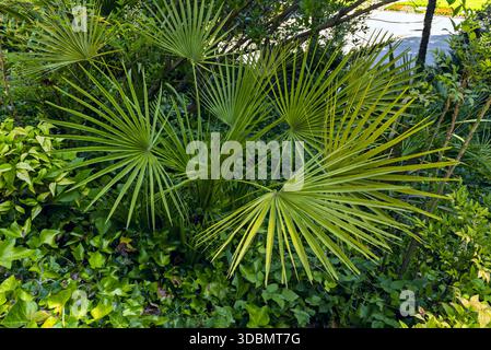 Große Palmen verteilen sich in einem Park mit viel Vegetation Stockfoto