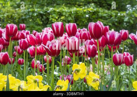 Blick auf leuchtende rote und weiße Tulpen mit gelben Narzissen, die in der Frühlingsluft tanzen, unter einem Baldachin aus grünen Blättern, Keukenhof, Lisse, Niederlande. Stockfoto