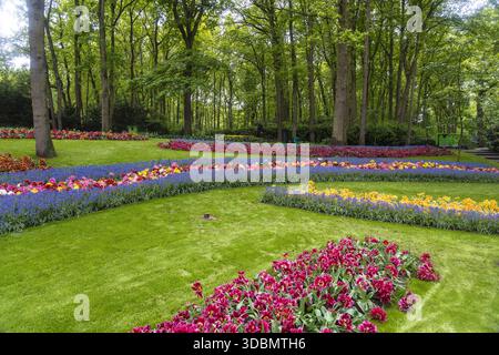 Blick auf einen lebendigen Wandteppich aus Tulpen und Hyazinthen blüht auf einem gepflegten Rasen unter dem grünen Baumdach, Lisse, Niederlande. Stockfoto