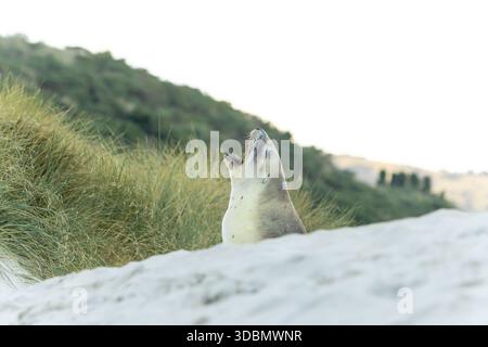 Blick auf einen Seelöwen mit offenem Mund am sandigen Ufer vor einem Hintergrund grüner Hügel, der einen Moment roher, ungezähmter Schönheit in Dunedin, Otago einfängt Stockfoto