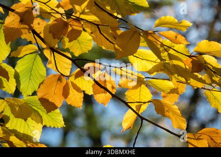 Gelbe und orangene Herbstbuche (Fagus sylvatica) Blätter auf einem Zweig bei Hintergrundbeleuchtung Sonnenlicht. Stockfoto