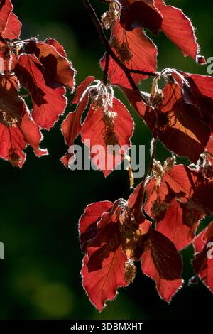 Neue frische Blätter, Purple Buche, Fagus sylvatica „purpurea“ Stockfoto
