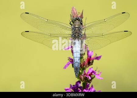 Schwarzschwanzskimmer, der auf der Blume ruht Stockfoto