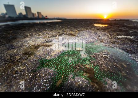 Blick auf lebendige grüne Zoanthid-Korallen und Algenblüten inmitten der dunklen, strukturierten Felsen der Küste, die sich in starkem Kontrast zu den entfernten Städten bilden Stockfoto