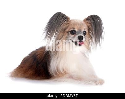 Papillon Hund vor weißem Hintergrund Stockfoto