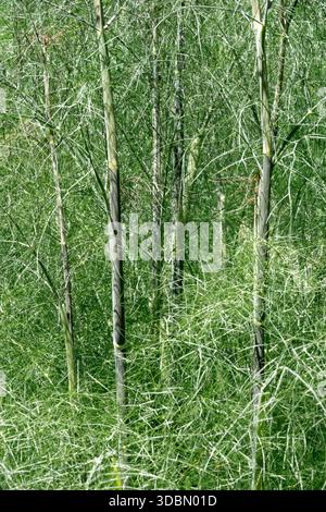 Fenchelstiele Foeniculum vulgare Stockfoto