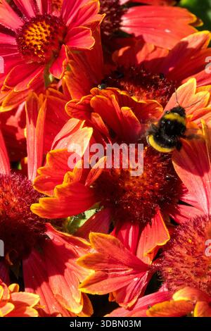 Hummel Blume Gaillardia Decke Blume Stockfoto