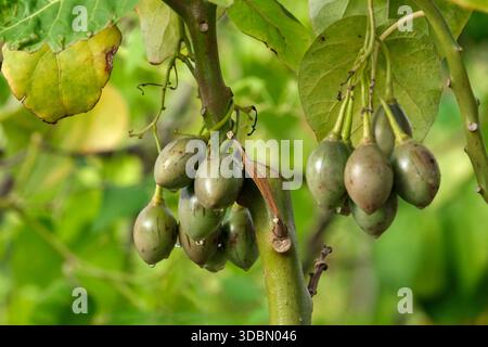 Solanum betaceum, Tamarillo, Cyphomandra betacea, unreife grüne Früchte an der Rebe Stockfoto