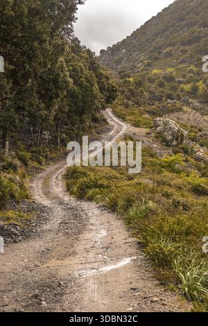 Blick auf eine gewundene Schotterstraße schlängelt sich durch die grüne und braune Landschaft, die hinauf in die bewölkten Berge führt, Parco dei Sette Fratelli, Sardinien, I Stockfoto