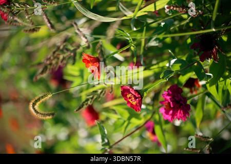 Zinnien (Zinnia elegans) in einem Blumenfeld Stockfoto