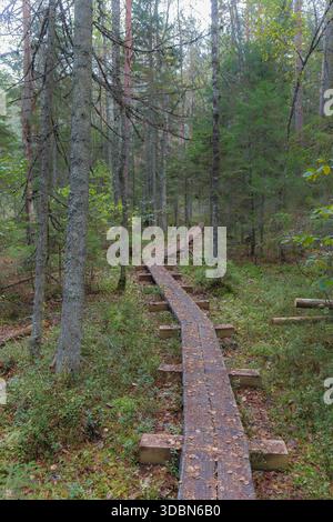 Holzsteg durch dichte Waldlandschaft. Stockfoto