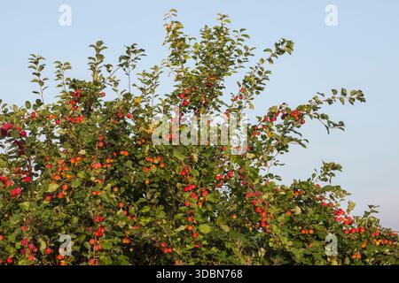 England, Somerset, Bath, Apfelbäume Stockfoto