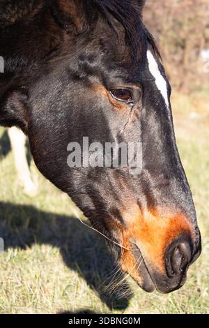 Schwarzes Pferd, das im Winter auf dem Gras steht. Ein schwarzes Pferd isst grünes Gras. Stockfoto