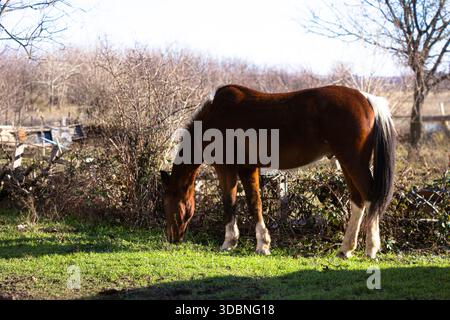 Ein rotes Pferd isst Gras und spaziert im Winter über ein Feld. Pferd von hinten. Stockfoto