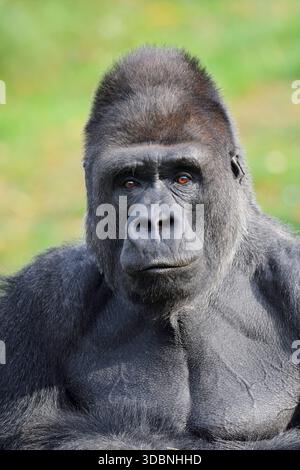 Westlicher Tieflandgorilla (Gorilla Gorilla), männlich, Silberrücken Stockfoto
