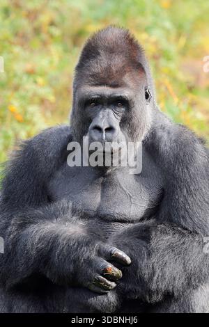 Westlicher Tieflandgorilla (Gorilla Gorilla), männlich, Silberrücken Stockfoto