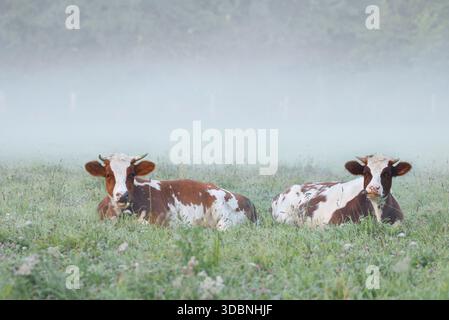 Rot gefärbtes Flachlandvieh (Bos primigenius taurus), Kühe, die im Morgennebel auf der Weide liegen, Nordrhein-Westfalen, Deutschland Stockfoto