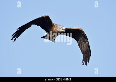 Schwarzer Drachen oder schwarzer Drachen (Milvus migrans), Fliegen, Nordrhein-Westfalen, Deutschland Stockfoto