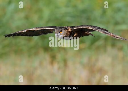 Europäische Uhu (Bubo bubo), Fliegen, Nordrhein-Westfalen, Deutschland Stockfoto