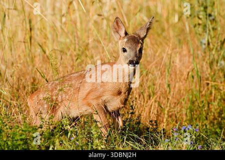 Reh (Capreolus capreolus), Rehkitz, Nordrhein-Westfalen, Deutschland Stockfoto