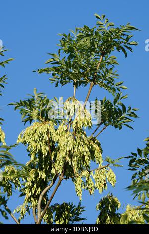 Gemeine Asche (Fraxinus excelsior), Zweige mit Früchten, Nordrhein-Westfalen, Deutschland Stockfoto