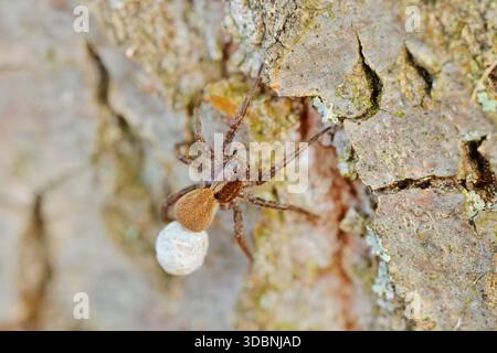 Trauerwolfsspinne (Pardosa lugubris), Weibchen mit Eierkokons, Nordrhein-Westfalen, Deutschland Stockfoto