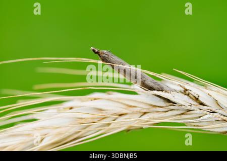 Roggenohr (Secale cereale) mit Mutterkorn (Claviceps purpurea), Nordrhein-Westfalen, Deutschland Stockfoto