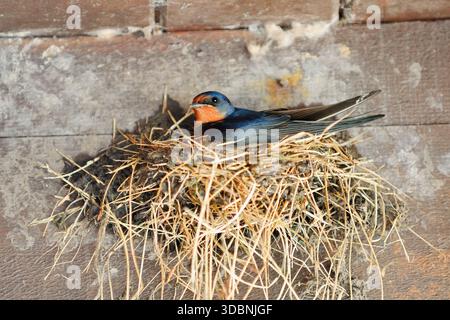 Hirundo rustica in seinem Nest, Schleswig-Holstein, Deutschland Stockfoto