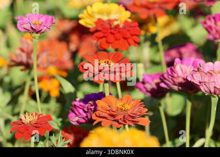 Zinnia (Zinnia elegans, Zinnia violacea), Blumen, Zierpflanze, Nordrhein-Westfalen, Deutschland Stockfoto