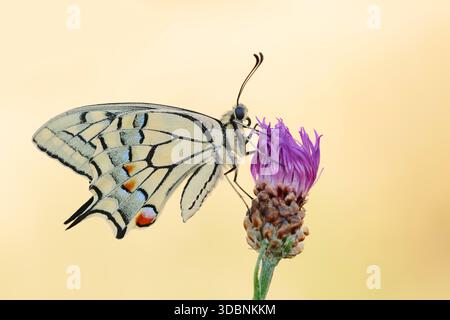Schwalbenschwanz (Papilio machaon) an blühenden Wiesenkraut (Centaurea jacea), Nordrhein-Westfalen, Deutschland Stockfoto