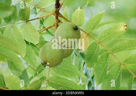 Schwarzer Walnussbaum (Juglans nigra), Früchte auf dem Baum, Oberrhein, Elsass, Grand Est, Frankreich Stockfoto