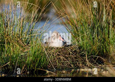 Graugans (Anser anser) auf dem Nest brütend, Nordrhein-Westfalen, Deutschland Stockfoto