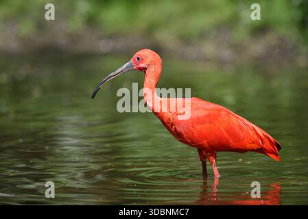 Scharlach Ibis oder rotes Ibis (Eudocimus ruber), Federn Stockfoto