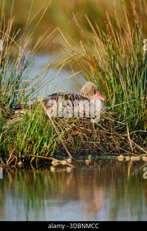 Graugans (Anser anser) auf dem Nest brütend, Nordrhein-Westfalen, Deutschland Stockfoto