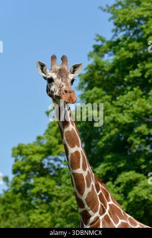 Netzgiraffe (Giraffa camelopardalis reticulata) Stockfoto