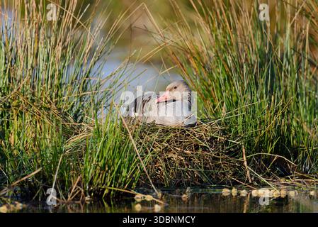 Graugans (Anser anser) auf dem Nest brütend, Nordrhein-Westfalen, Deutschland Stockfoto