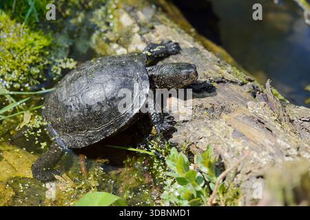 Europäische Teichschildkröte (Emys orbicularis), Brandenburg, Deutschland Stockfoto