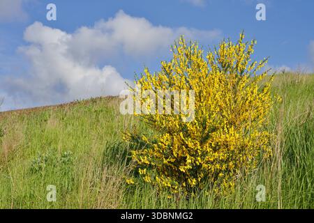 Ginster (Cytisus scoparius), blühend, Nordrhein-Westfalen, Deutschland Stockfoto