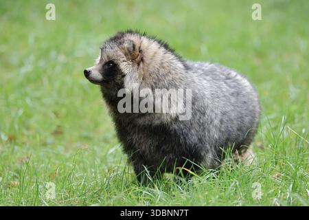 Marderhund (Nyctereutes procyonoides), Hessen, Deutschland Stockfoto