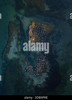 Von oben nach unten auf eine große Flamingos-Schar im flachen türkisfarbenen Wasser der Aveiro-Lagune, Portugal. Natürliches abstraktes Muster. Stockfoto