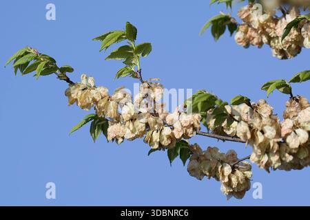 Flatterulme (Ulmus laevis), Zweig mit Blättern und Flügelnüssen, Nordrhein-Westfalen, Deutschland Stockfoto