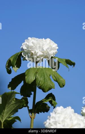 Viburnum 'Roseum' (Viburnum opulus), Nordrhein-Westfalen, Deutschland Stockfoto