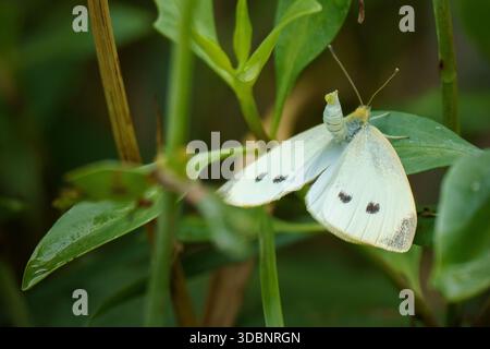 Zarter weißer Schmetterling mit schwarz gefleckten Flügeln auf frischem grünem Laub, der das natürliche Insektenverhalten und die Artenvielfalt des Frühlingsgartens zeigt Stockfoto