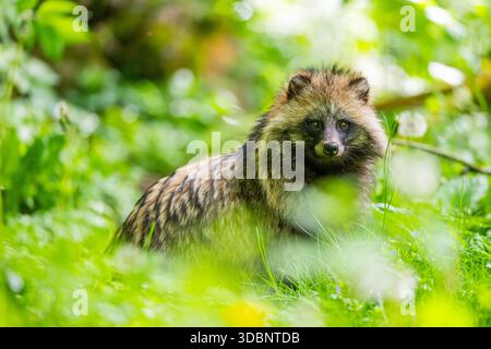 Gewöhnlicher Waschbärhund (Nyctereutes procyonoides) im Gras sitzend, Bayern, Deutschland, Europa Stockfoto