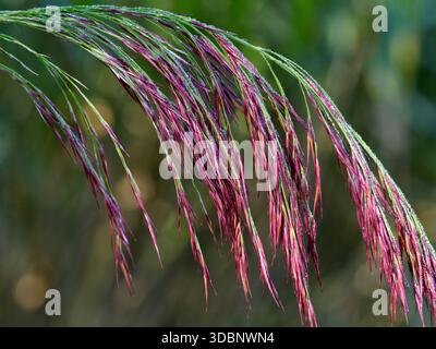 Es ist ein robustes, ausdauerndes Feuchtgras (Phragmites australis), das bis zu 6 Meter hoch werden kann. Stockfoto